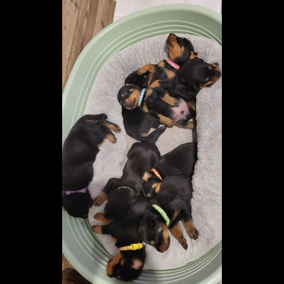 Rottweiler - Both