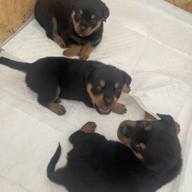 Rottweiler - Both
