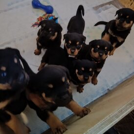 Rottweiler - Both