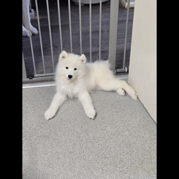 Samoyed - Bitches