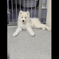 Samoyed - Bitches