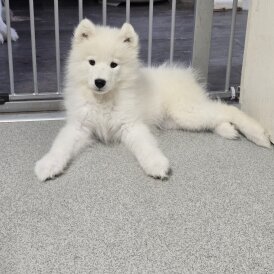 Samoyed - Bitches