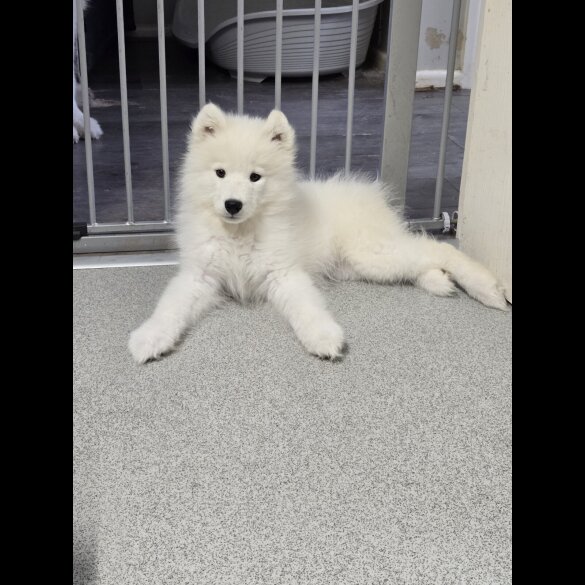 Samoyed - Bitches