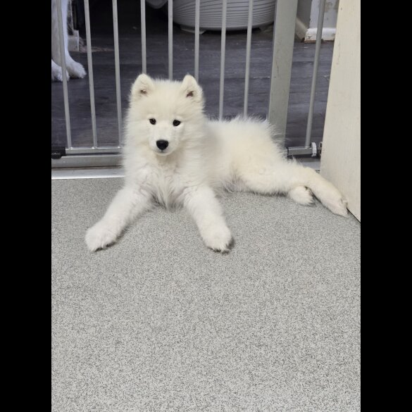 Samoyed - Bitches