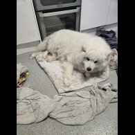 Samoyed - Bitches