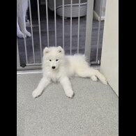 Samoyed - Bitches