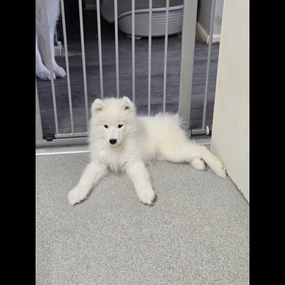 Samoyed - Bitches