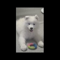 Samoyed - Bitches