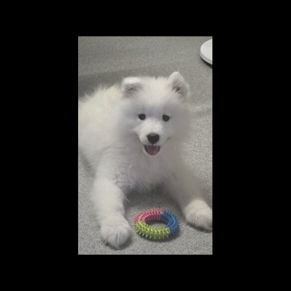 Samoyed - Bitches