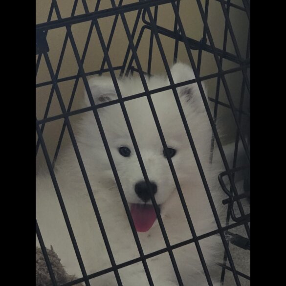 Samoyed - Bitches