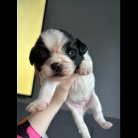 Shih Tzu - Both