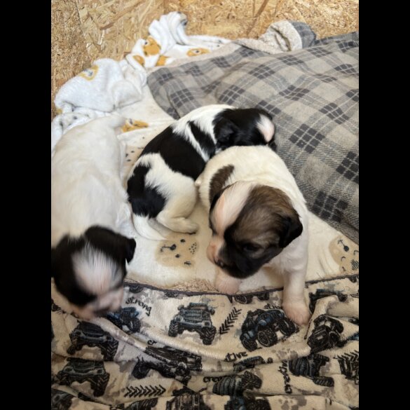 Shih Tzu - Both