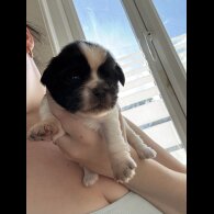 Shih Tzu - Both