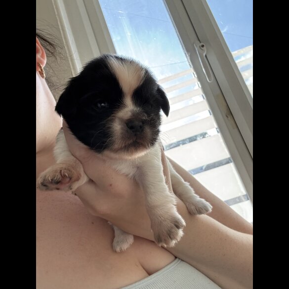Shih Tzu - Both