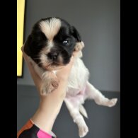 Shih Tzu - Both