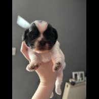 Shih Tzu - Both