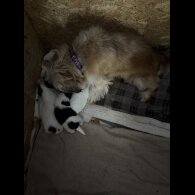 Shih Tzu - Both