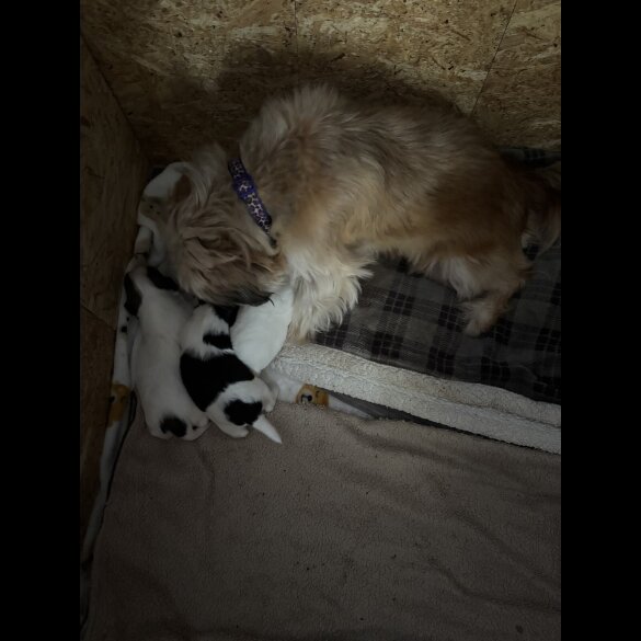 Shih Tzu - Both