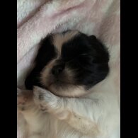 Shih Tzu - Both