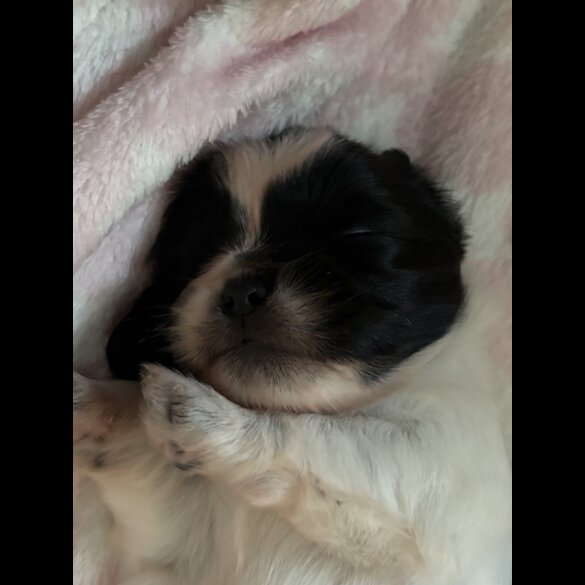 Shih Tzu - Both