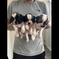 Shih Tzu - Both