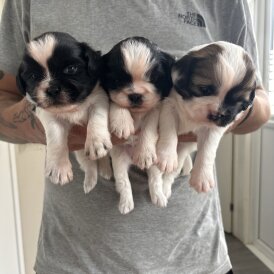 Shih Tzu - Both