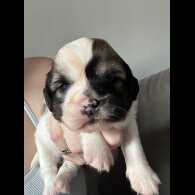 Shih Tzu - Both