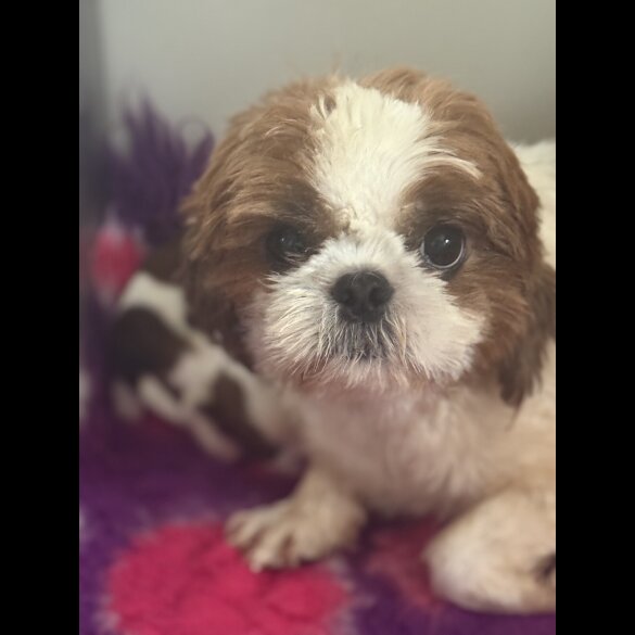 Shih Tzu - Dogs