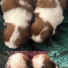 Shih Tzu - Dogs