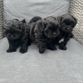 Shihpoo - Both