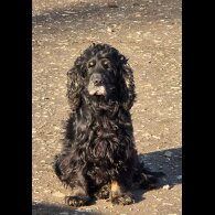 Cocker Spaniel (Working &amp; Show) - Both