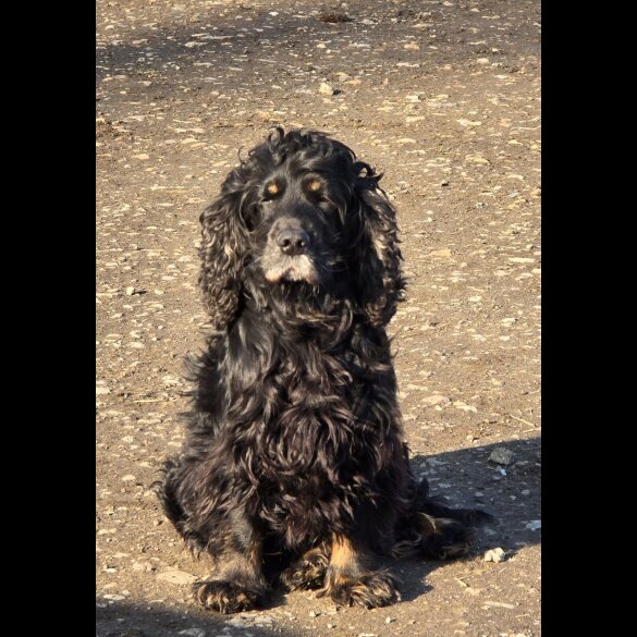 Cocker Spaniel (Working &amp; Show) - Both