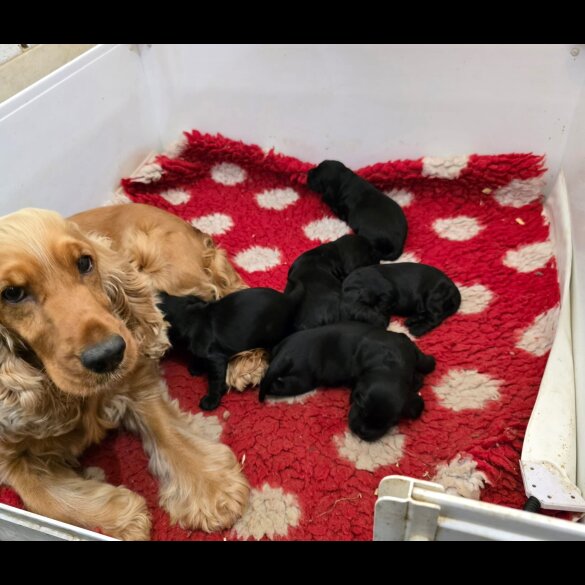 Cocker Spaniel (Working &amp; Show) - Both