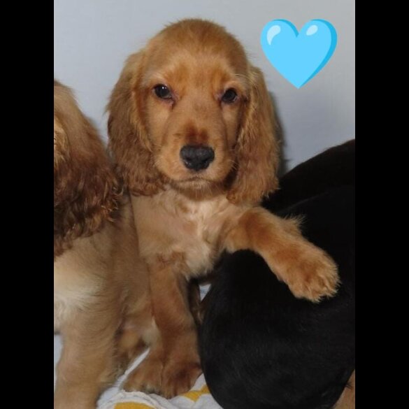 Cocker Spaniel (Working &amp; Show) - Both