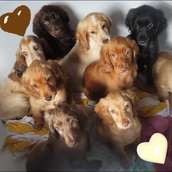 Cocker Spaniel (Working &amp; Show) - Both