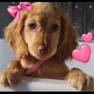 Cocker Spaniel (Working &amp; Show) - Both