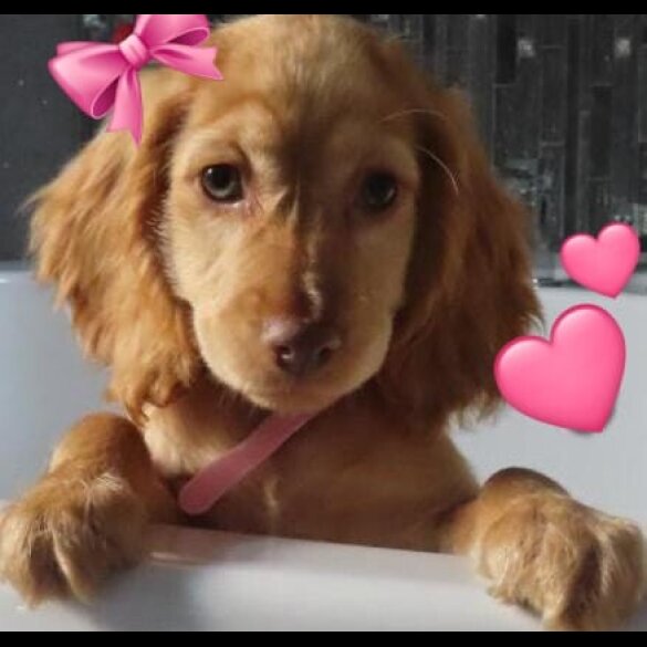 Cocker Spaniel (Working &amp; Show) - Both