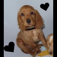 Cocker Spaniel (Working &amp; Show) - Both