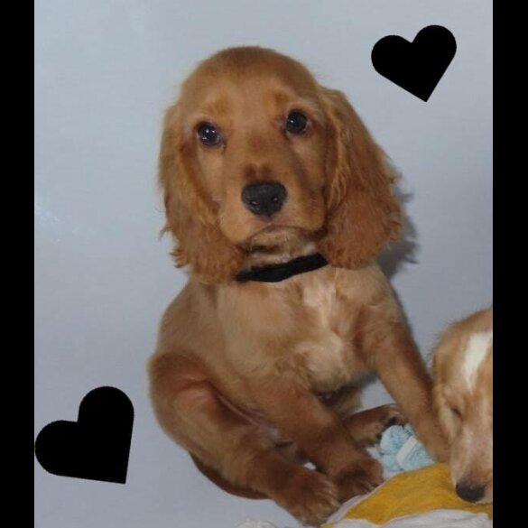Cocker Spaniel (Working &amp; Show) - Both