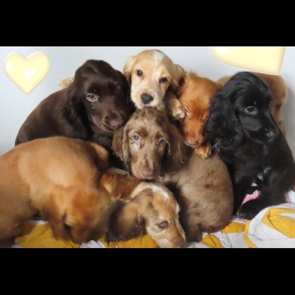 Cocker Spaniel (Working &amp; Show) - Both