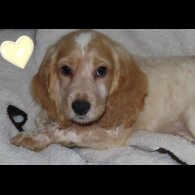Cocker Spaniel (Working &amp; Show) - Both