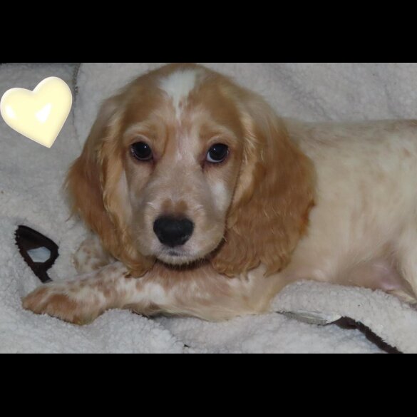 Cocker Spaniel (Working &amp; Show) - Both