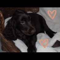 Cocker Spaniel (Working &amp; Show) - Both