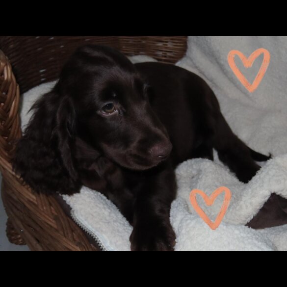 Cocker Spaniel (Working &amp; Show) - Both