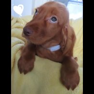 Cocker Spaniel (Working &amp; Show) - Both