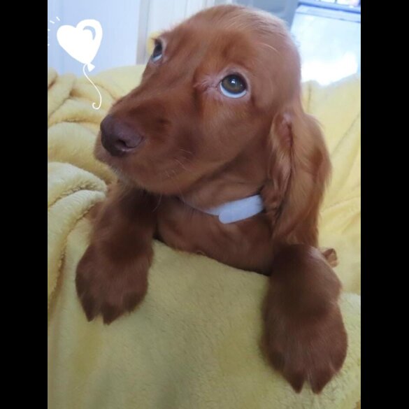 Cocker Spaniel (Working &amp; Show) - Both