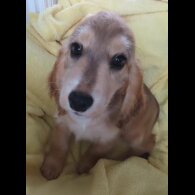Cocker Spaniel (Working &amp; Show) - Both