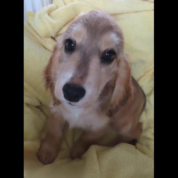 Cocker Spaniel (Working &amp; Show) - Both