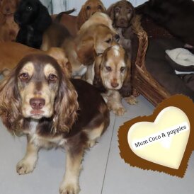 Cocker Spaniel (Working &amp; Show) - Both
