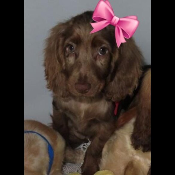 Cocker Spaniel (Working &amp; Show) - Both